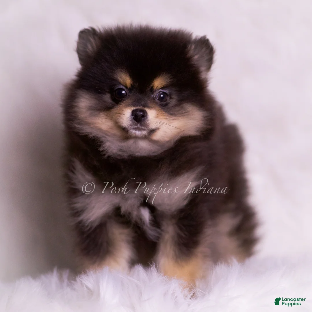 Pomeranian dogs for sale: Vizio - Ad 6