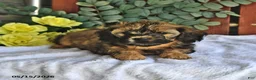Shihpoo dogs for sale: Cassie    - Ad 4
