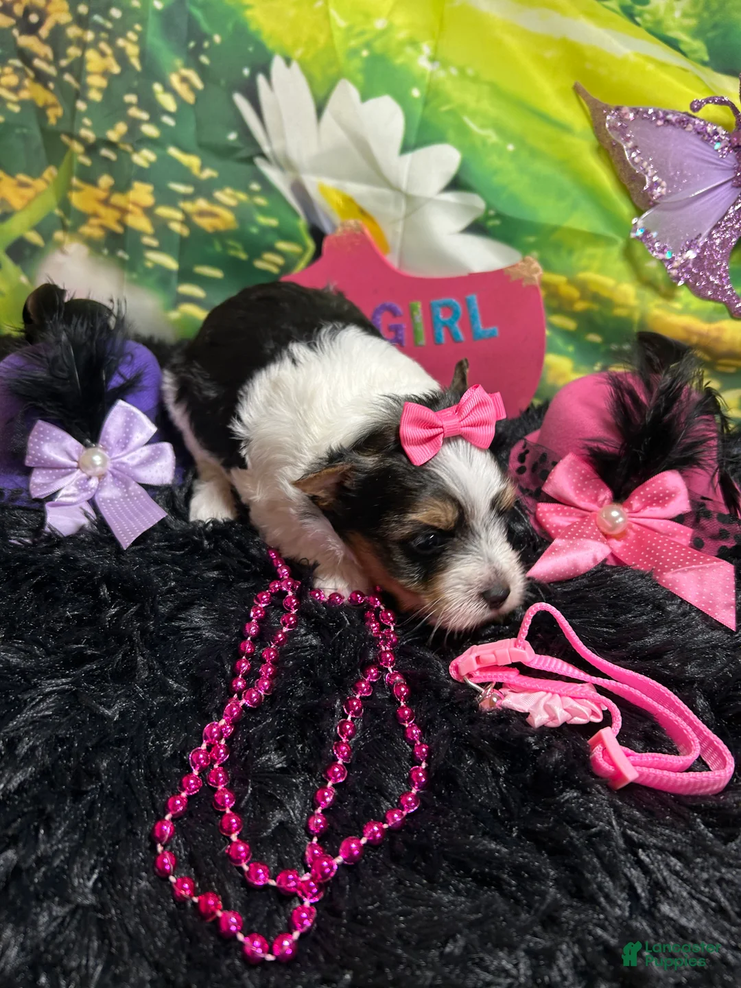 Yorkshire Terrier dogs for sale: Yorkshire Terrier Puppy 4 - Ad 2