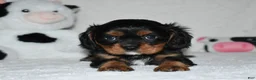 Cavalier King Charles Spaniel dogs for sale: Uzi  - Ad 3