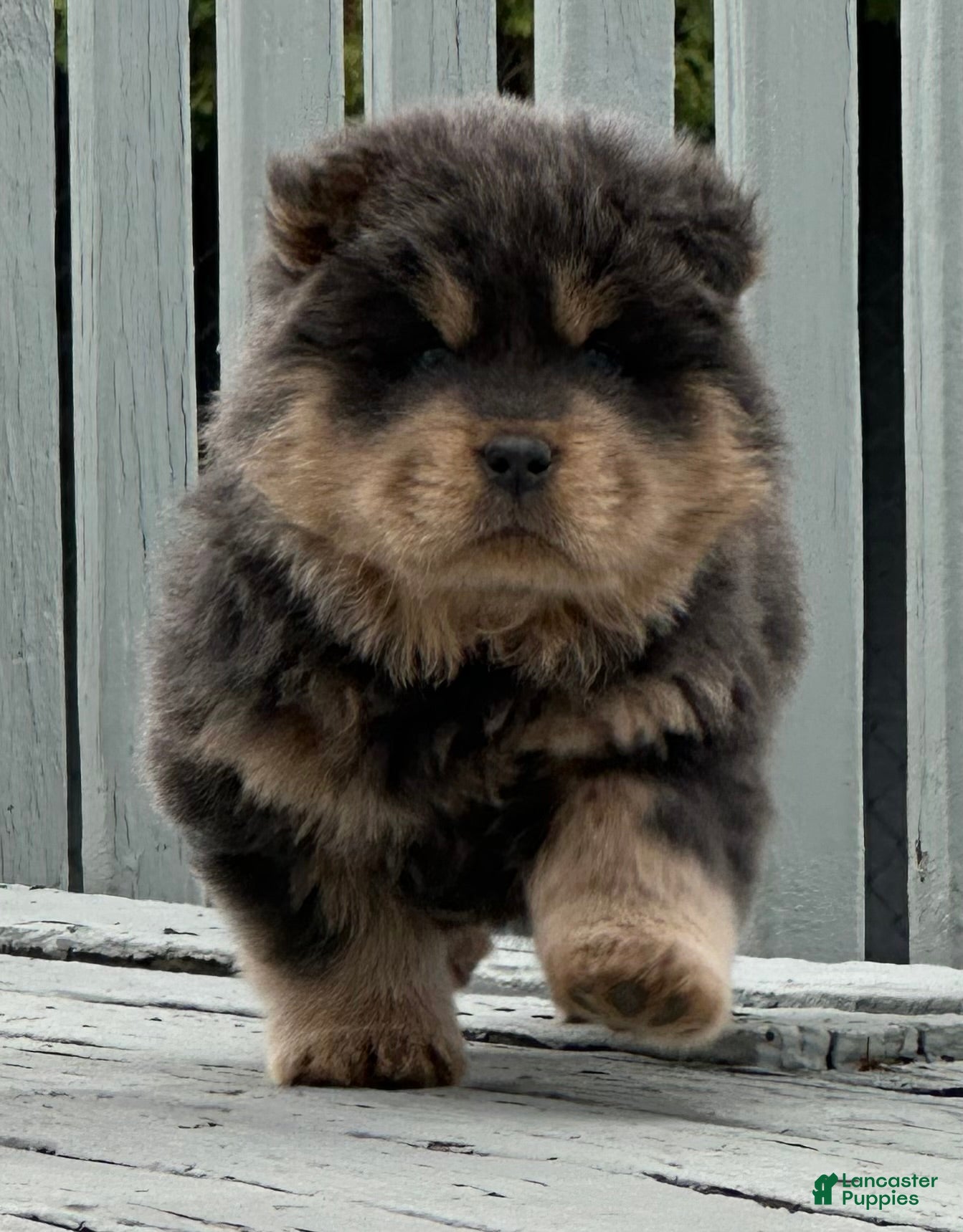 Chow Chow dogs Bella  - Ad 7
