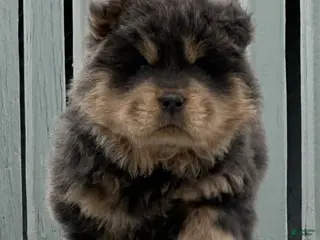 Chow Chow dogs Bella - Ad 7