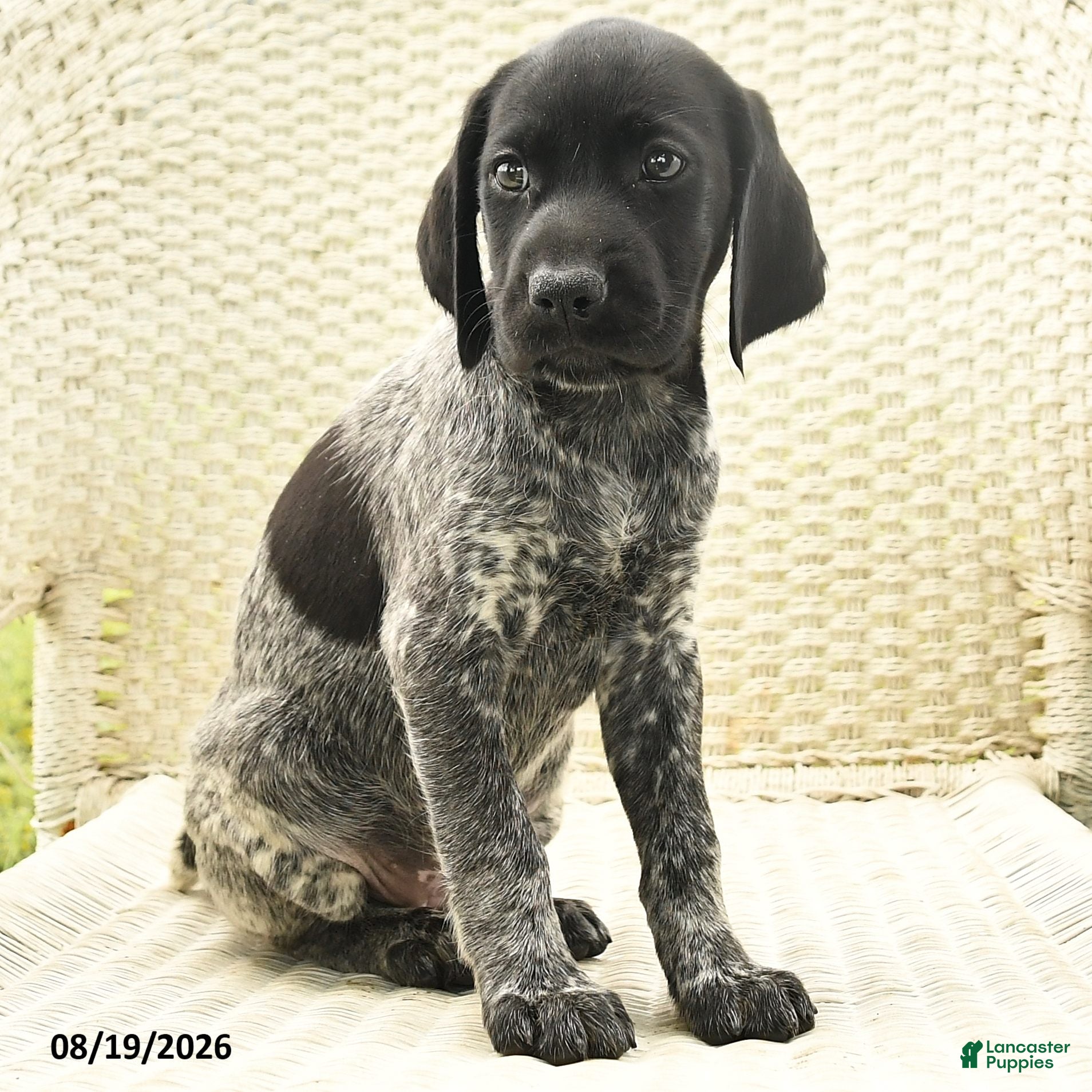 German Shorthaired Pointer dogs Heather - Ad 2