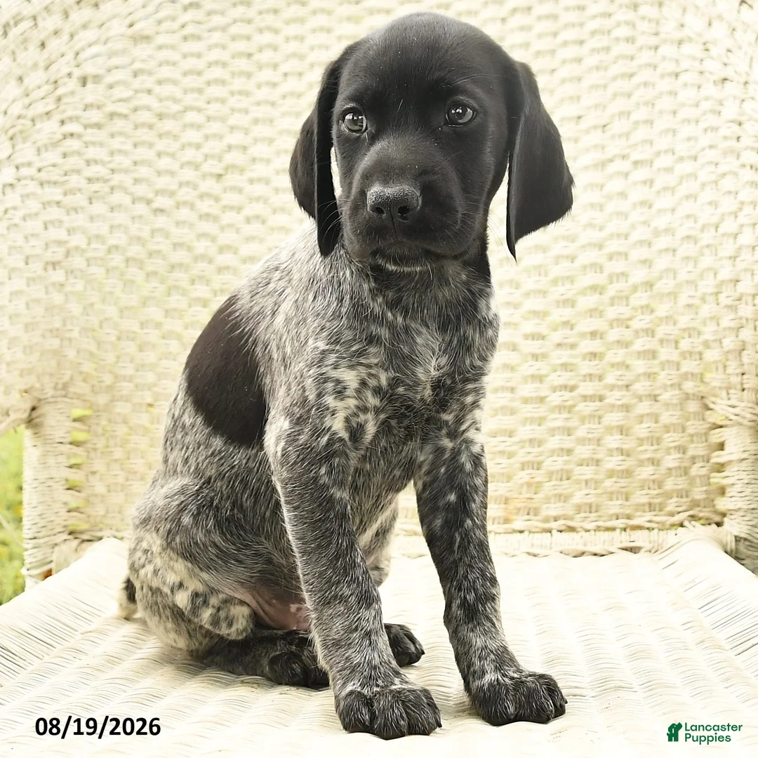 German Shorthaired Pointer dogs for sale: Heather - Ad 2