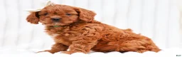 Cavapoo dogs for sale: Reba Cavapoo 3 - Ad 4