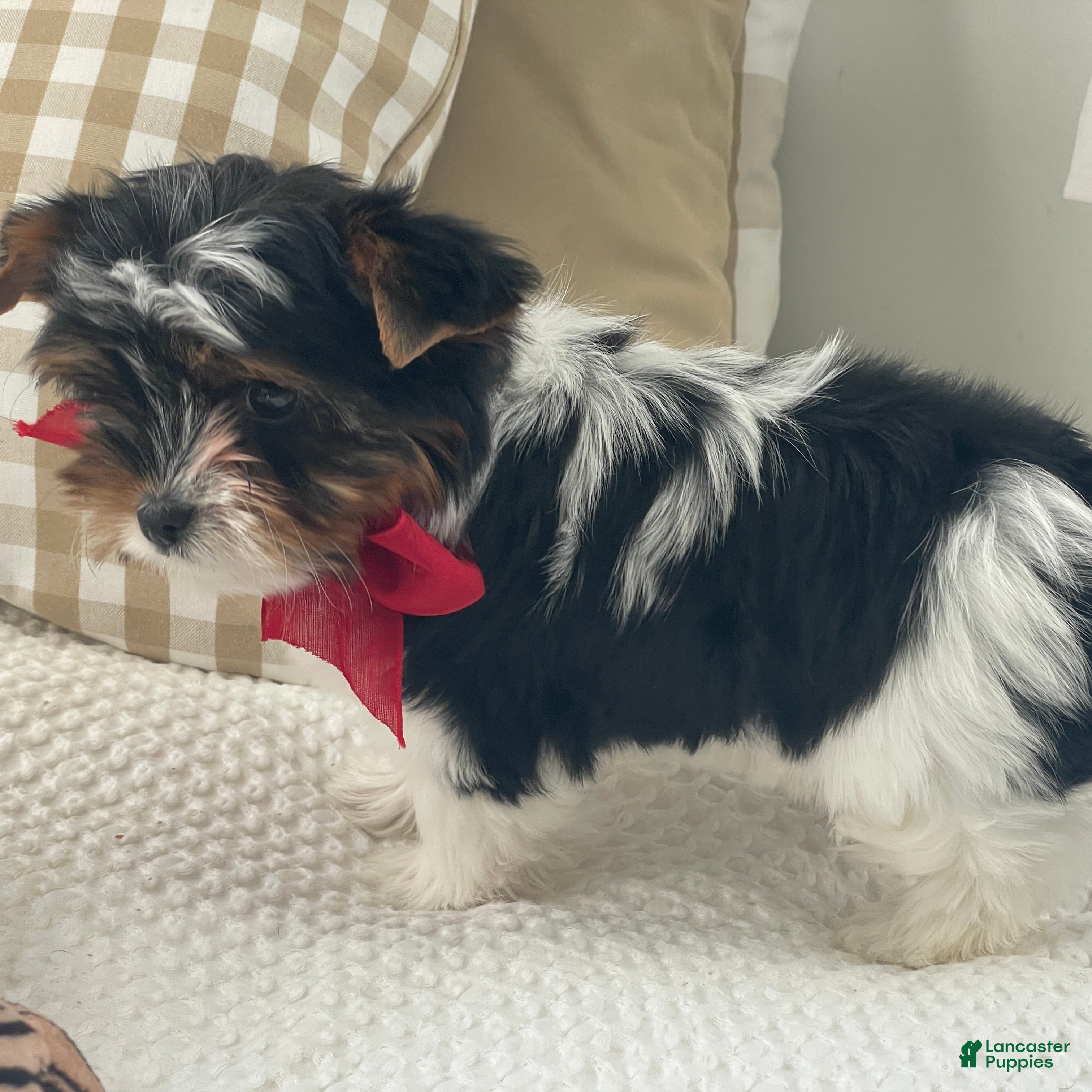 Biewer Terrier dogs Molly - Ad 2