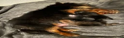 Pomeranian dogs for sale: Pomeranian Puppy 2 - Ad 6