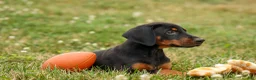 Doberman Pinscher dogs for sale: DIESEL - Ad 7