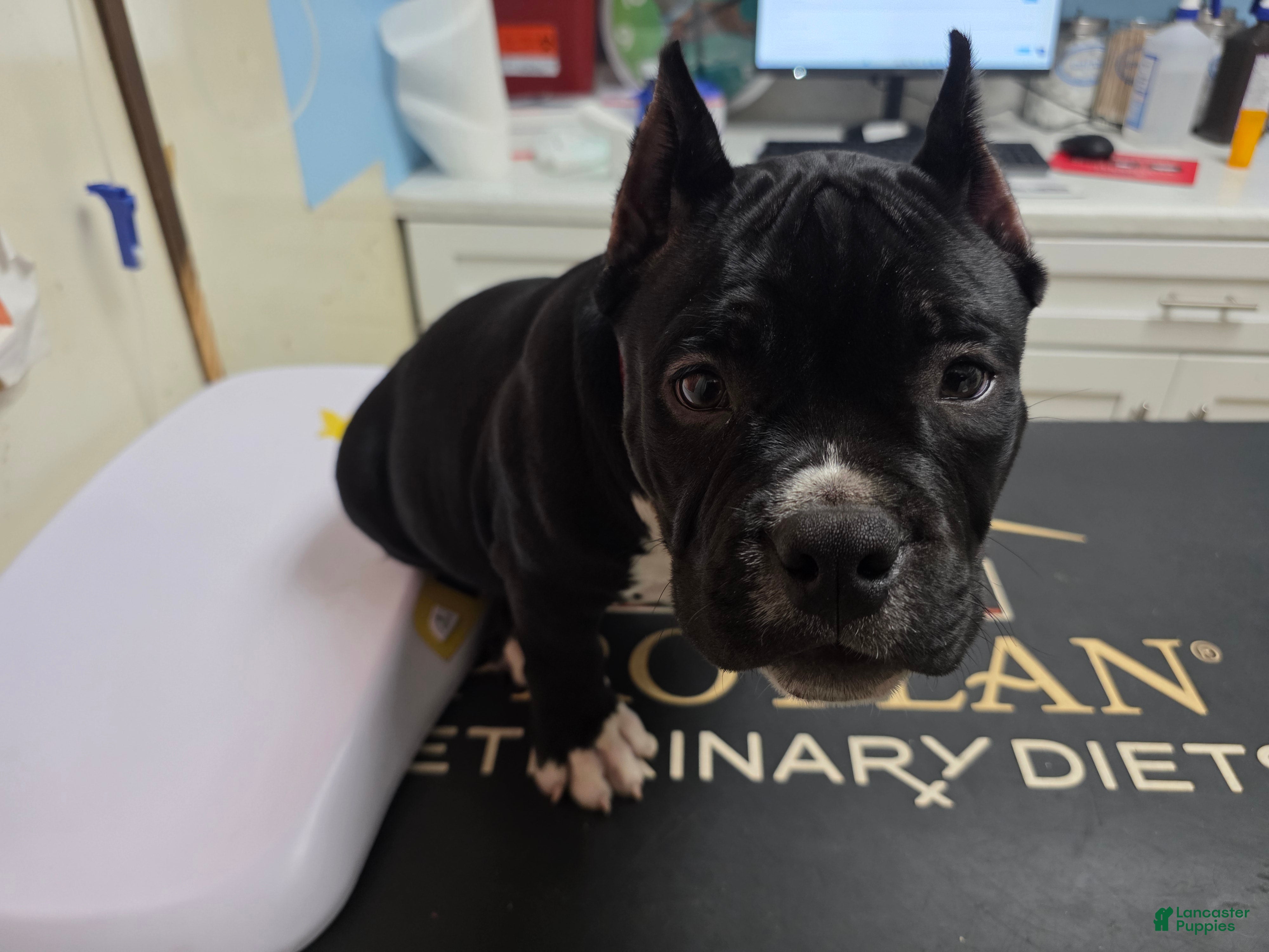 American Bully dogs American Bully  - Ad 1