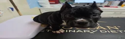 American Bully dogs for sale: American Bully  - Ad 1