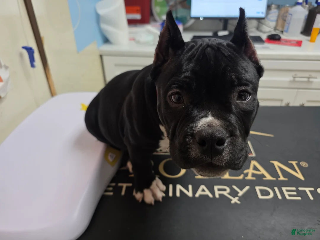 American Bully dogs for sale: American Bully  - Ad 1