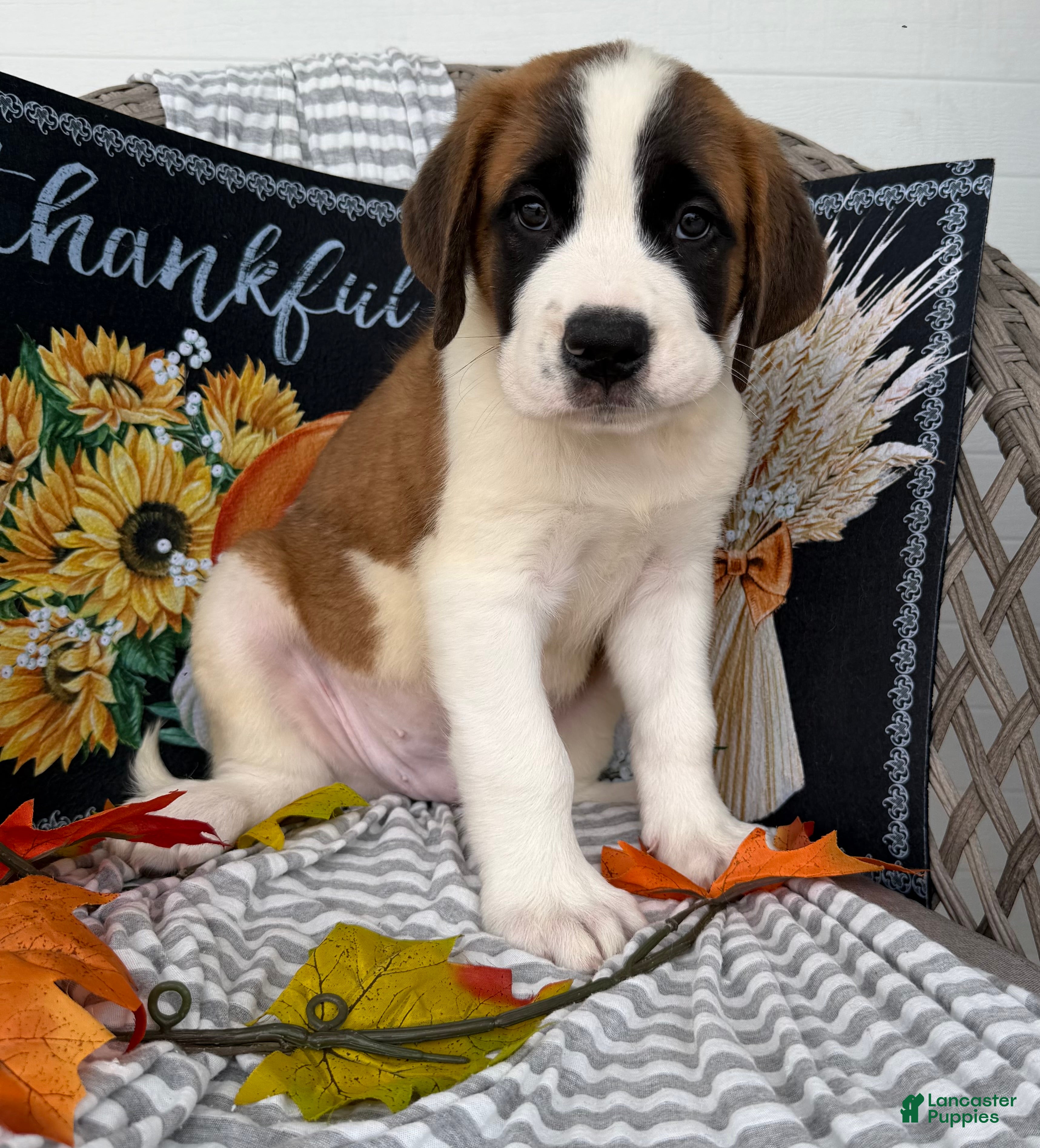 Saint Bernard dogs Macks - Ad 1