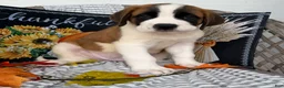 Saint Bernard dogs for sale: Macks - Ad 1
