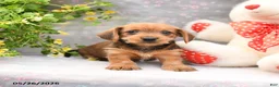 Dorkie dogs for sale: Percy - Ad 5