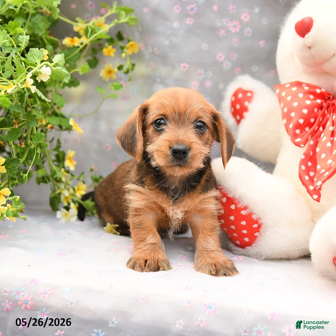 Dorkie dogs for sale: Percy - Ad 5
