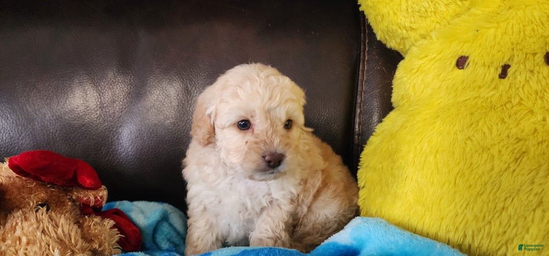 Shihpoo dogs for sale: Graham - Ad 1