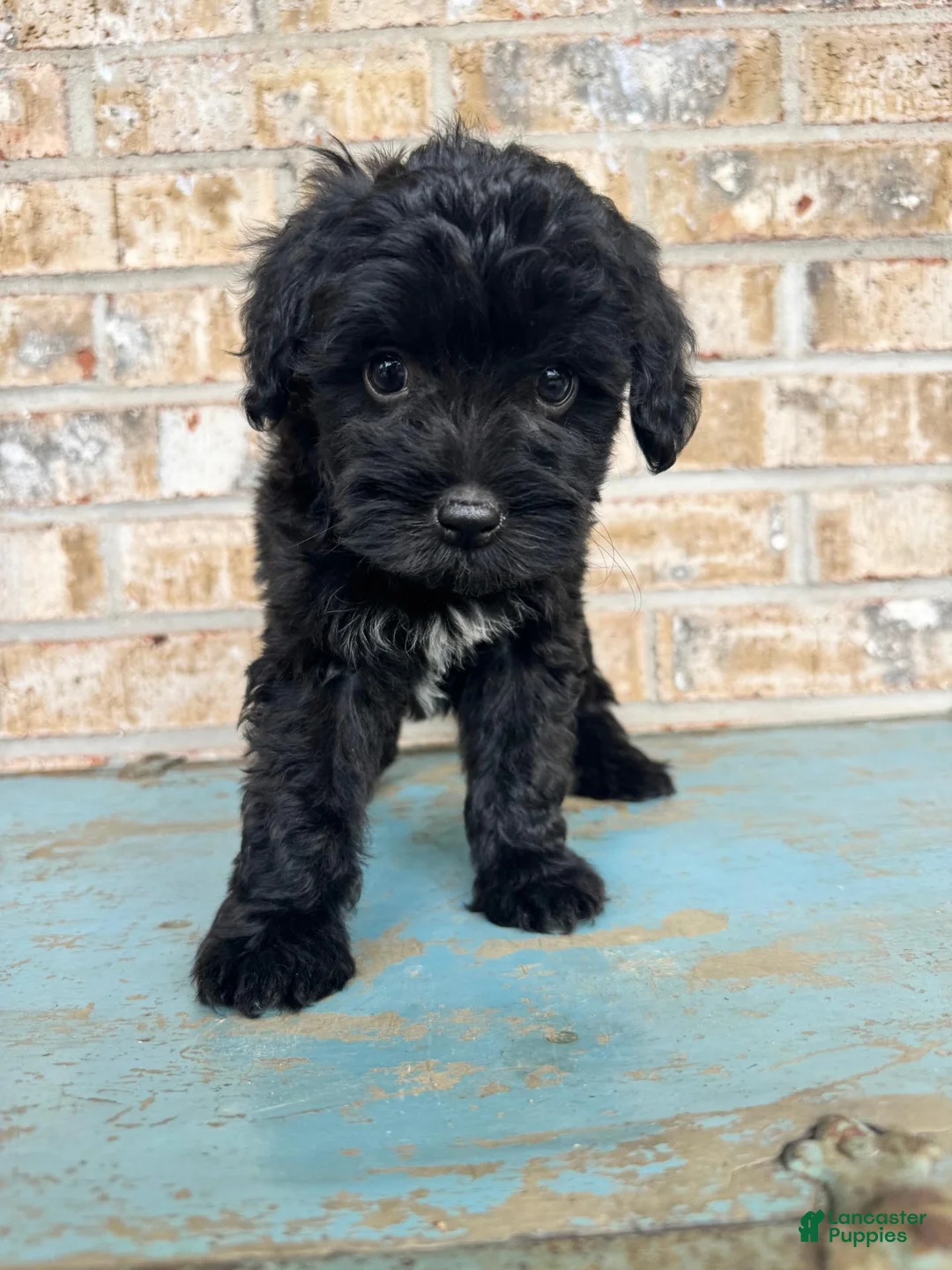 Mixed Breed dogs for sale: Salem - Ad 7