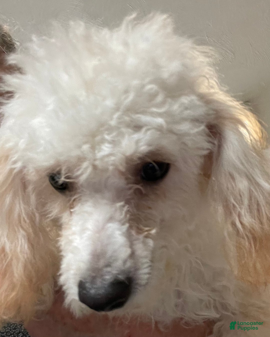 Toy Poodle dogs for sale: Leon - Ad 12