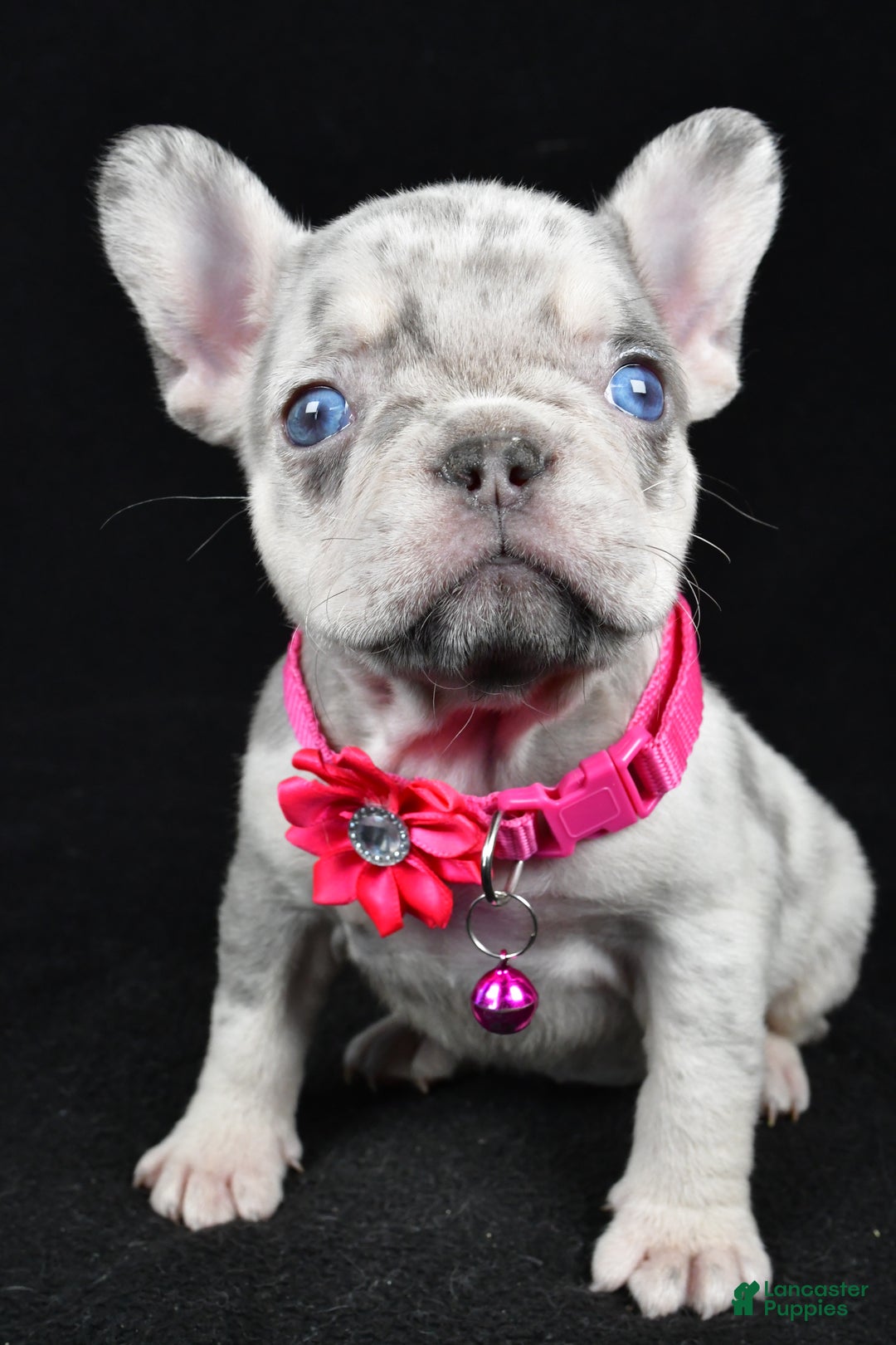 French Bulldog dogs for sale: Krissey - Ad 6