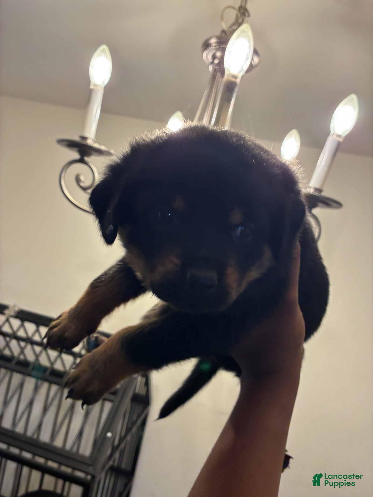 Rottweiler dogs for sale: Rottweiler 3 - Ad 40