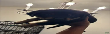 Rottweiler 3