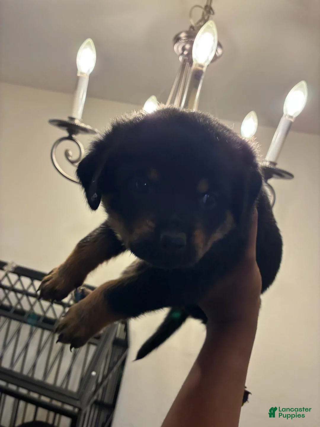 Rottweiler dogs for sale: Rottweiler 3 - Ad 1