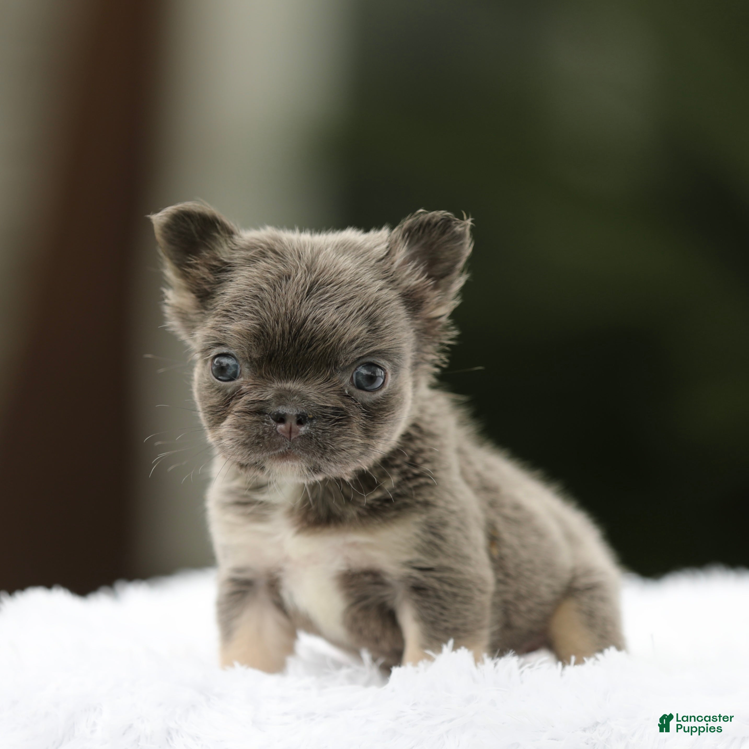 French Bulldog dogs French Bulldog Puppy 5 - Ad 40