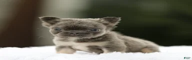 French Bulldog Puppy 5