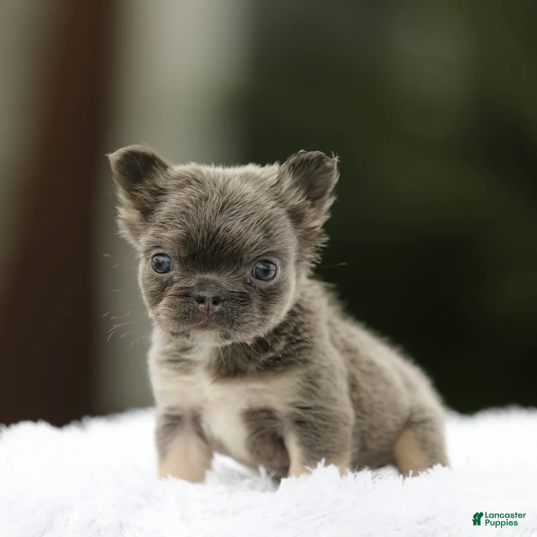 French Bulldog dogs for sale: French Bulldog Puppy 5 - Ad 1