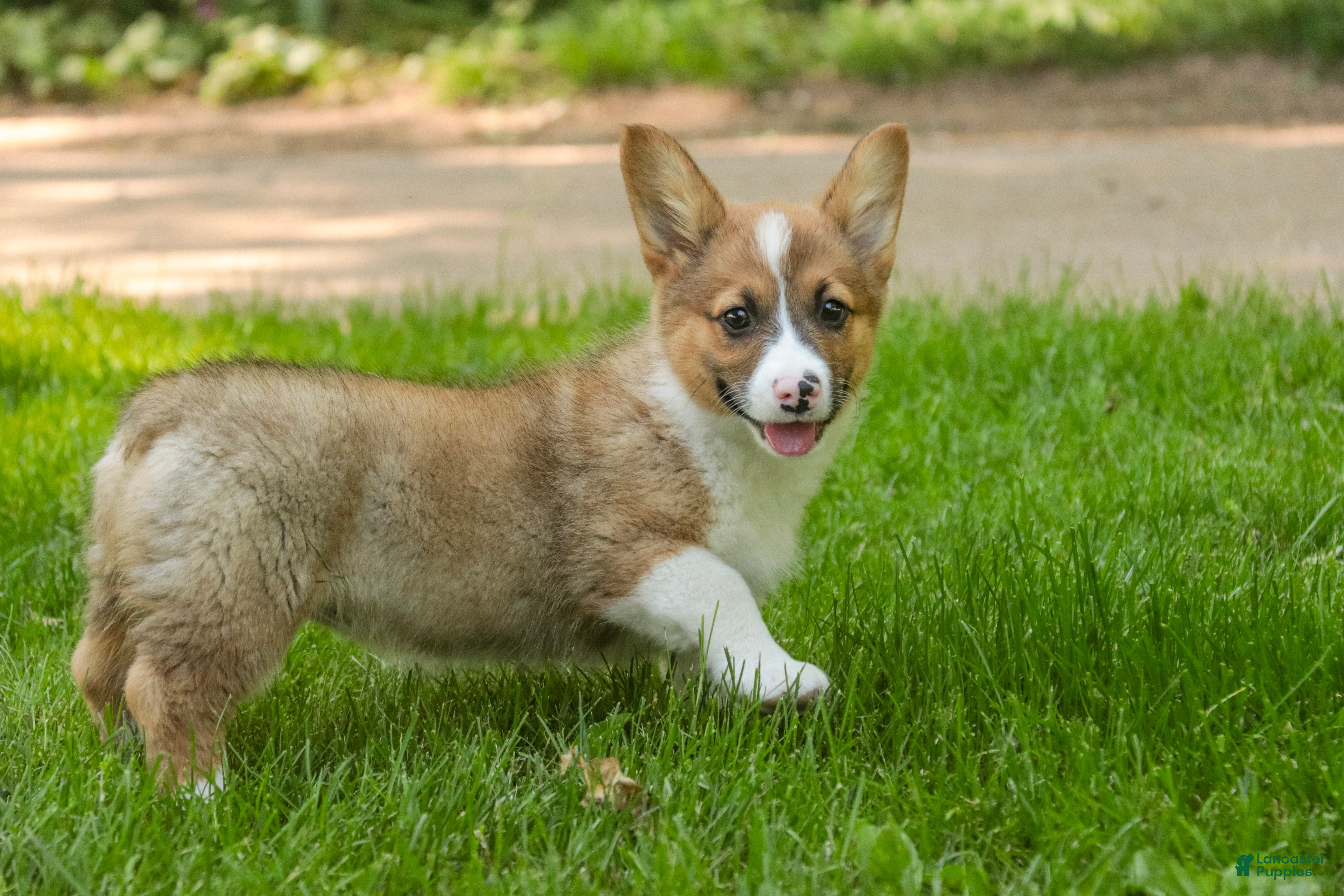 Welsh Corgi Pembroke dogs Georgia - Ad 1
