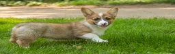Welsh Corgi Pembroke dogs for sale: Georgia - Ad 1