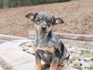 Mixed Breed dogs Monty - Ad 30