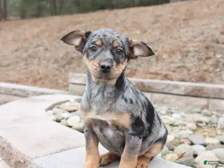 Mixed Breed dogs Monty - Ad 30