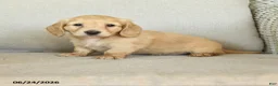 Dachshund dogs for sale: Body - Ad 1