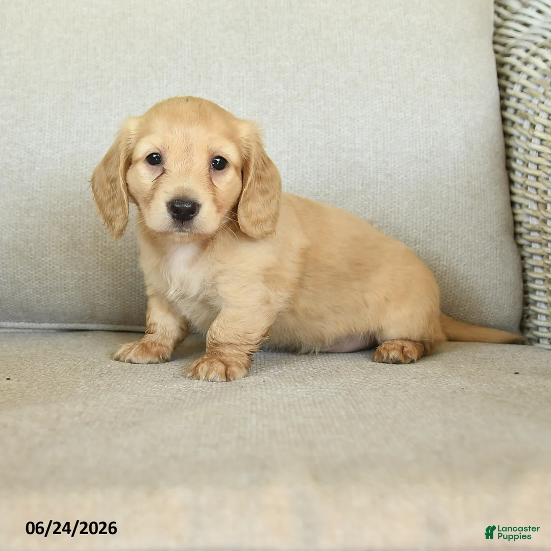 Dachshund dogs for sale: Body - Ad 1