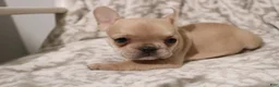 French Bulldog dogs for sale: Lily - Ad 9