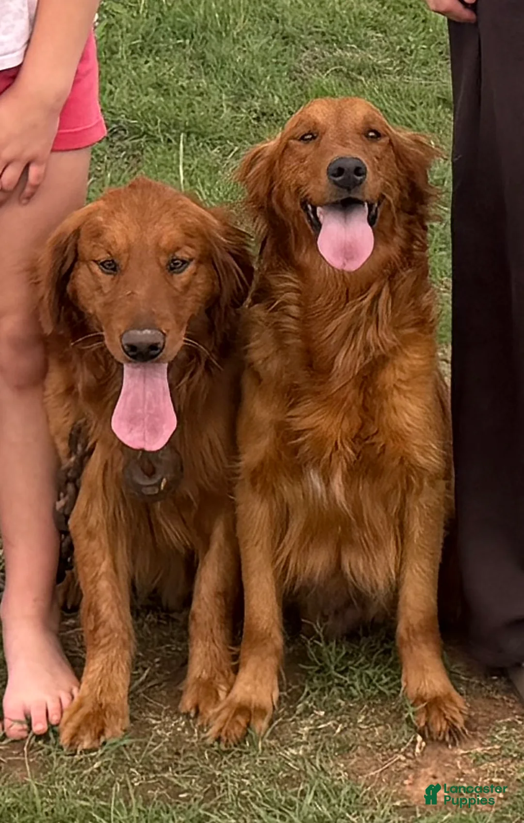 Golden Retriever dogs for sale: Golden Retriever Puppy Purple - Ad 2