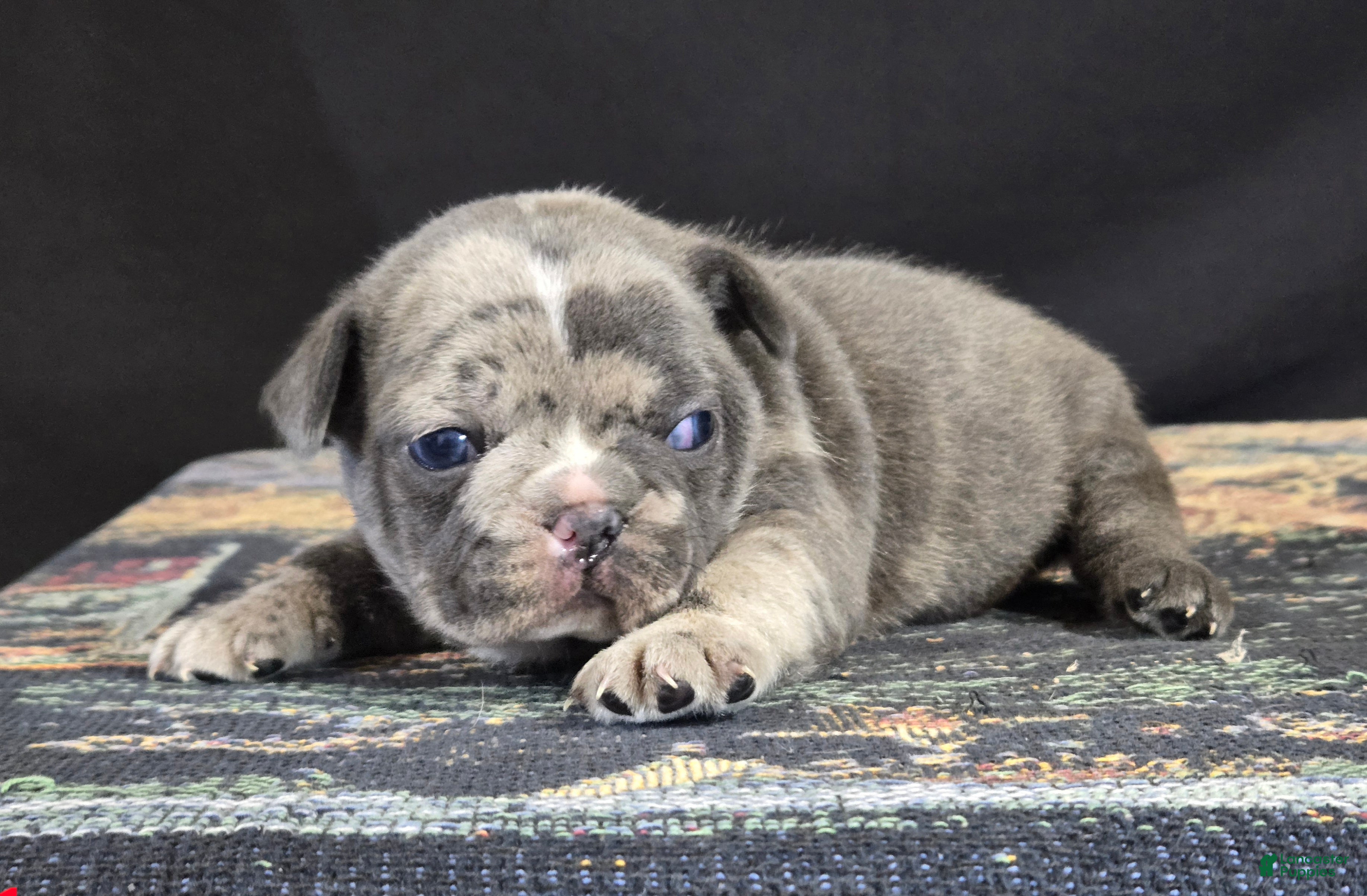 Frenchton dogs Koko - Ad 14