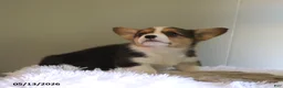 Welsh Corgi Pembroke dogs for sale: Cody - Ad 2