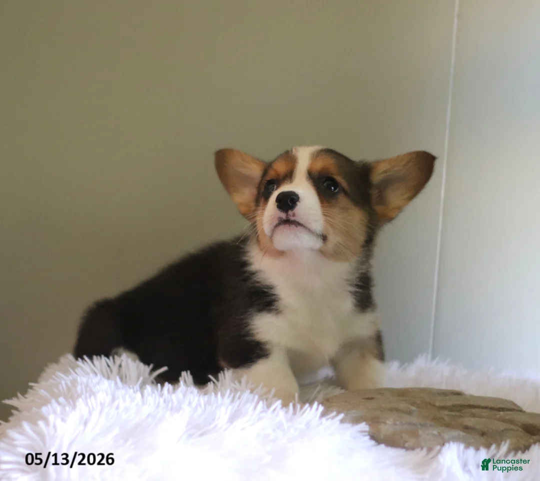 Welsh Corgi Pembroke dogs for sale: Cody - Ad 2
