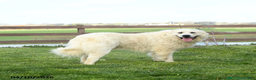 Great Pyrenees dogs for sale: Perlette - Ad 4