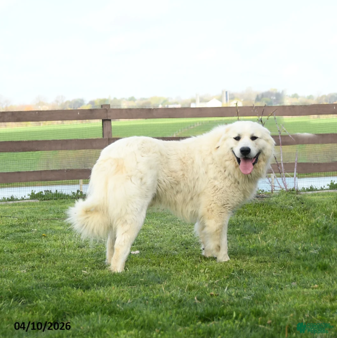 Great Pyrenees dogs for sale: Perlette - Ad 4