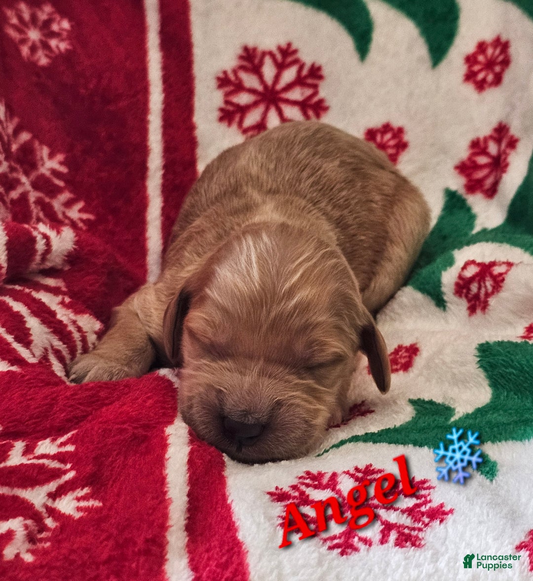 Goldendoodle dogs for sale: Angel - Ad 2