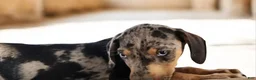 Catahoula Leopard Dog dogs for sale: Jesse 2026 M1 - Ad 8