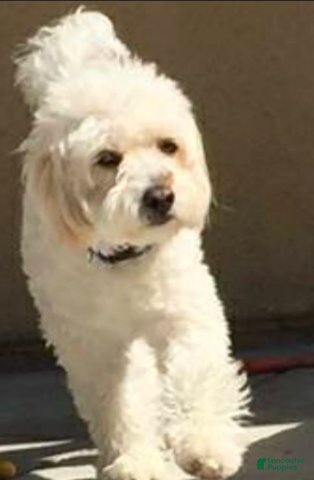 Mini Goldendoodle dogs for sale: Mini Goldendoodle Puppy 2 " Lucky - Ad 3