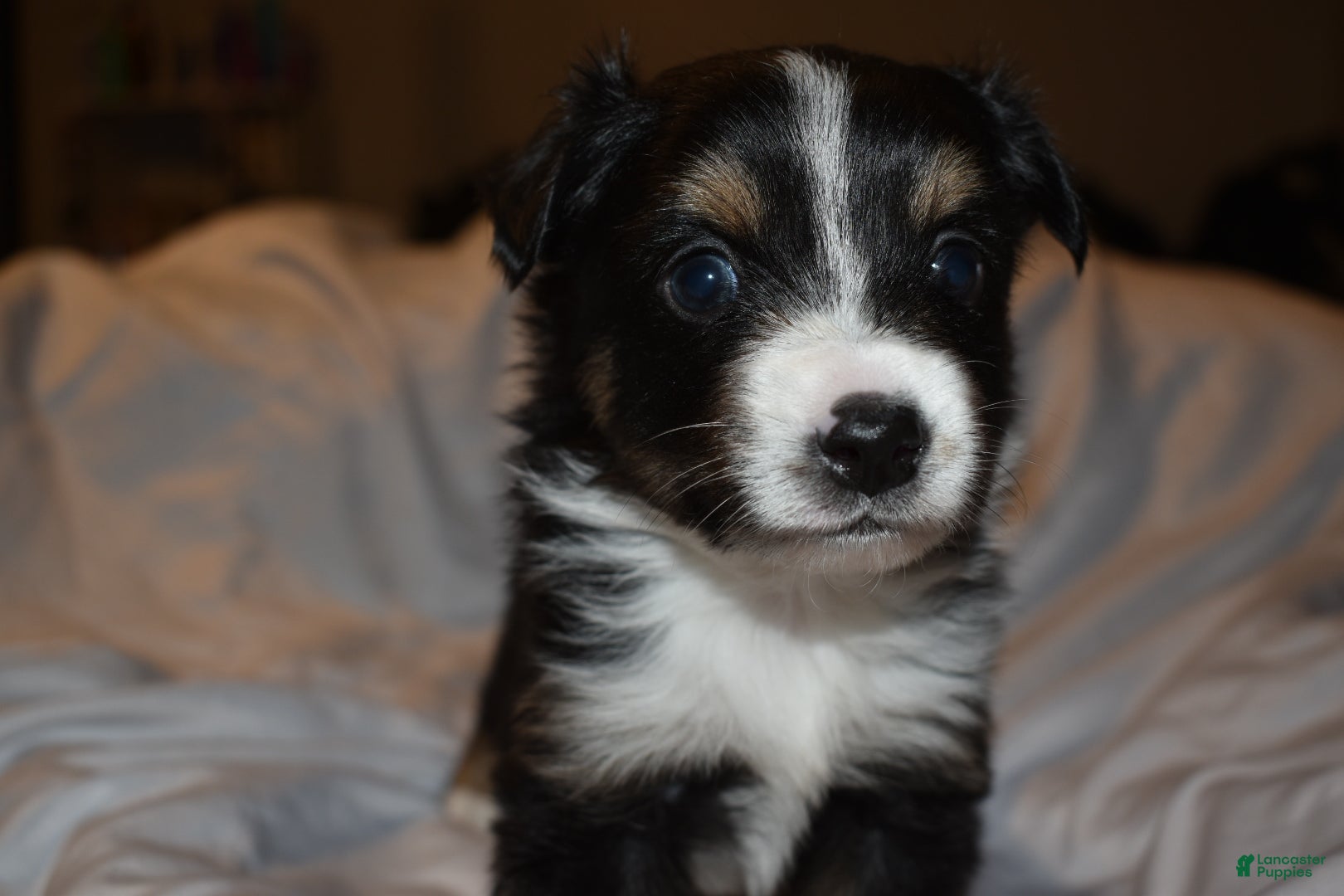 Miniature Australian Shepherd dogs Male #1 - Rhysand - Ad 14