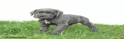 Cane Corso dogs for sale: Riggs - Ad 13