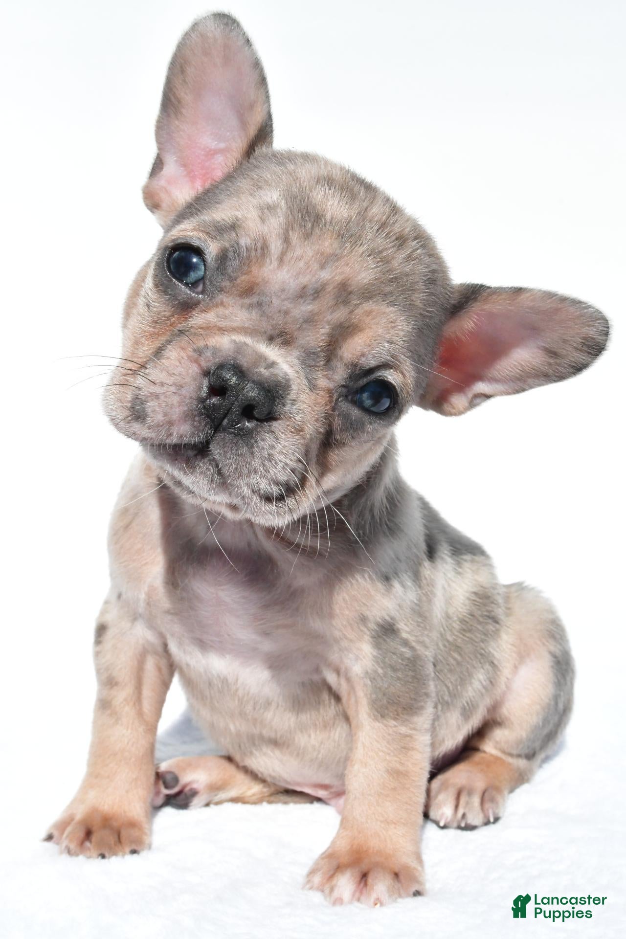 French Bulldog dogs Charlie - Ad 2