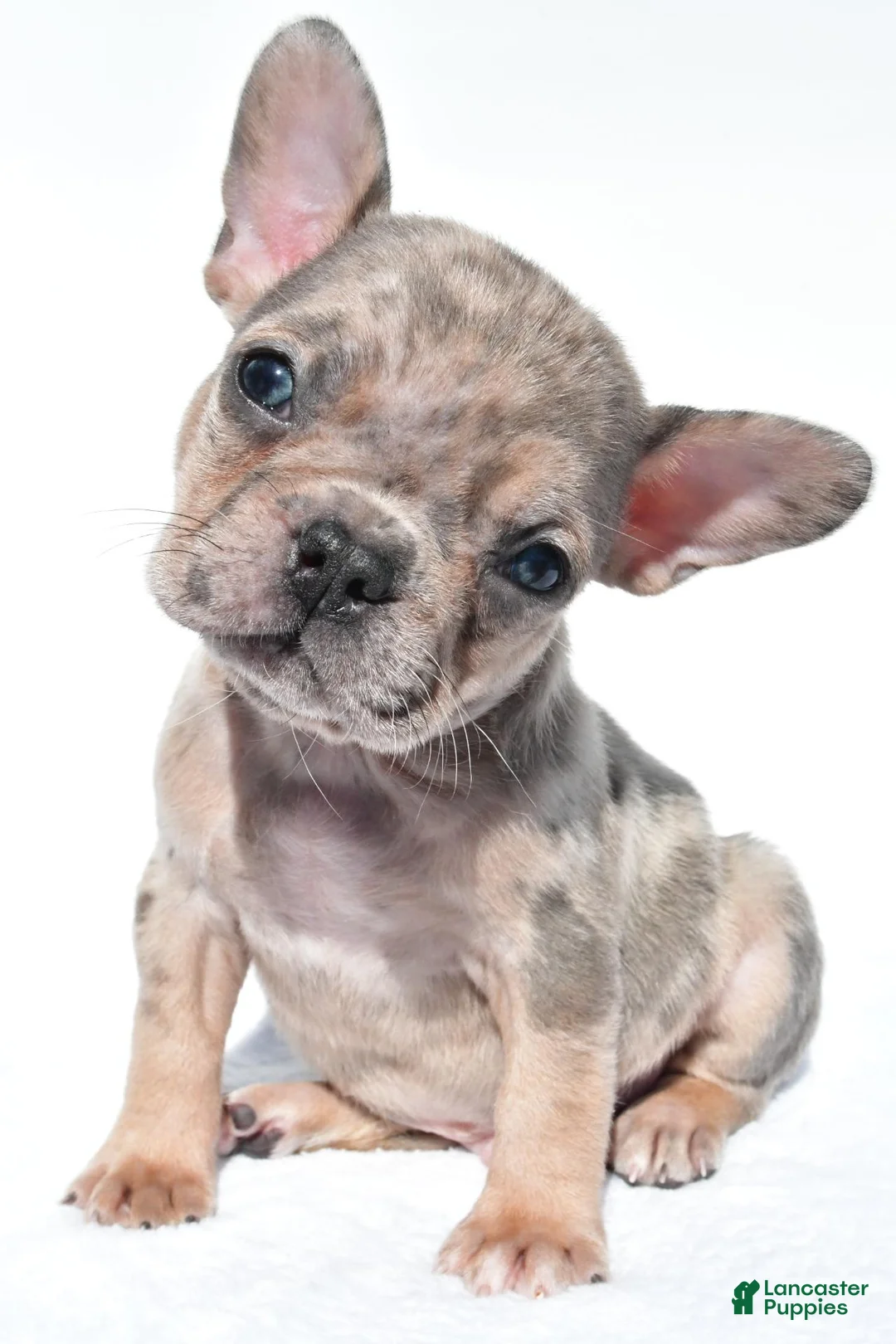 French Bulldog dogs for sale: Charlie - Ad 2