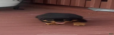  Chief